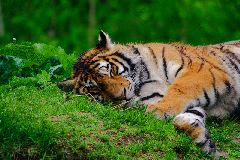 Reflexão: O Tigre e a Raposa